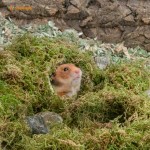 Musgo Seco Natural Para Decoracion De Habitat Hamster 100gr